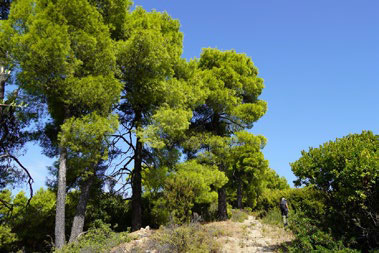 Route View