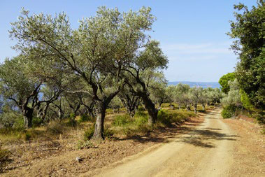 Route View