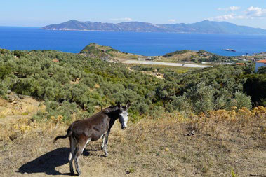 Route View