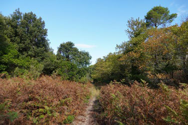 Route View
