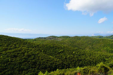 Route View