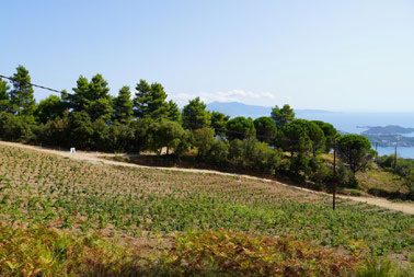 Route View